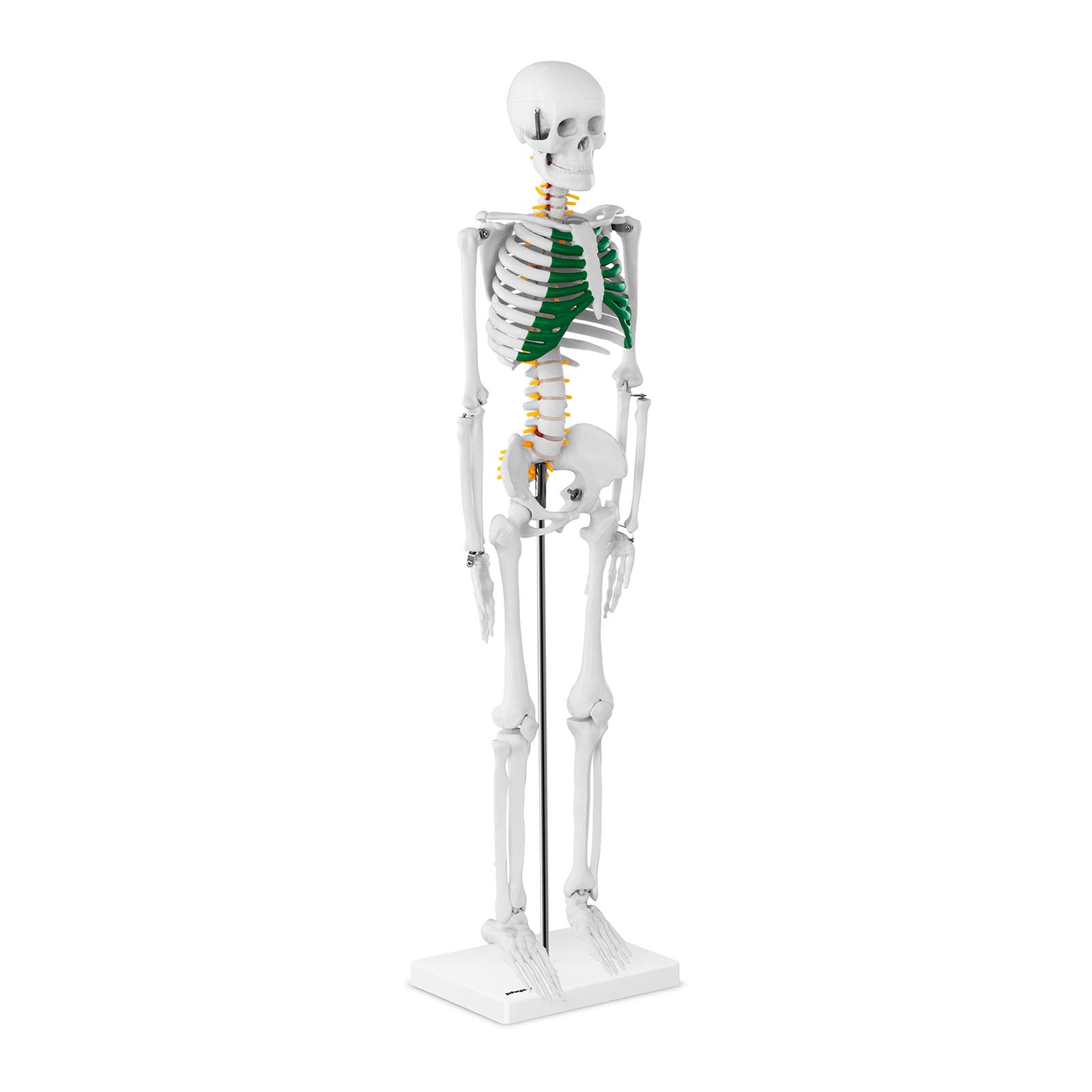 Mini model človeškega okostja - 85 cm | PHY-SK-5