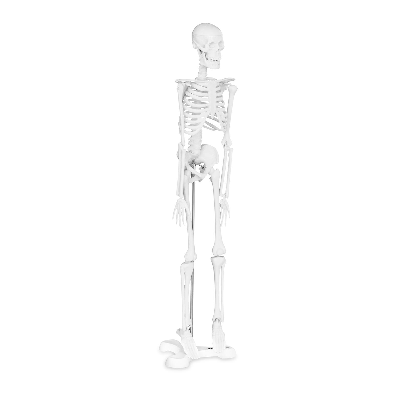 Mini model človeškega okostja v merilu 1:4 (45 cm) | PHY-SK-6