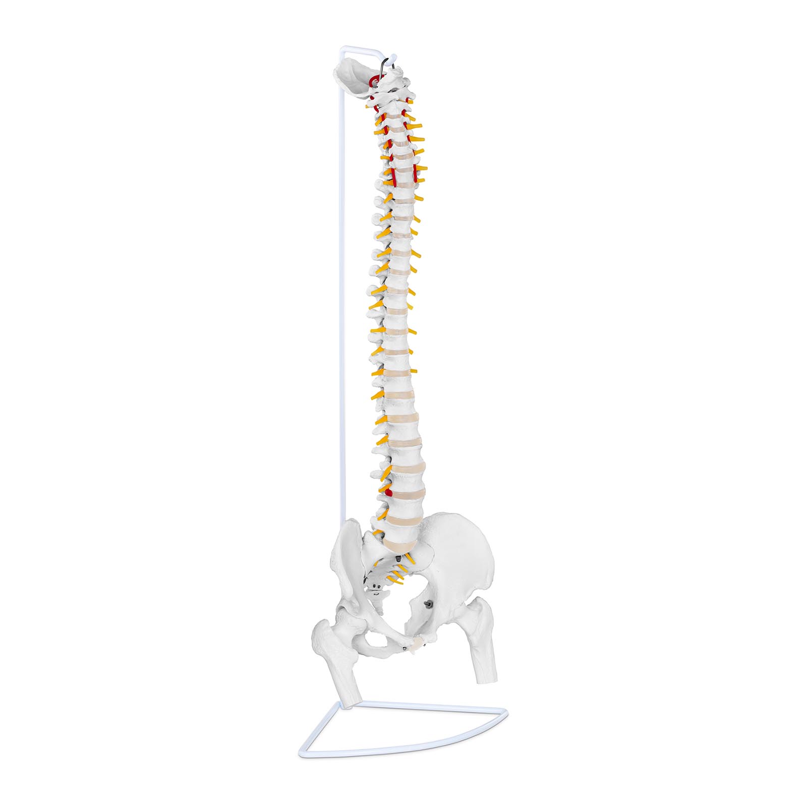 Model hrbtenice z medenico, vključno z glavama stegnenice
