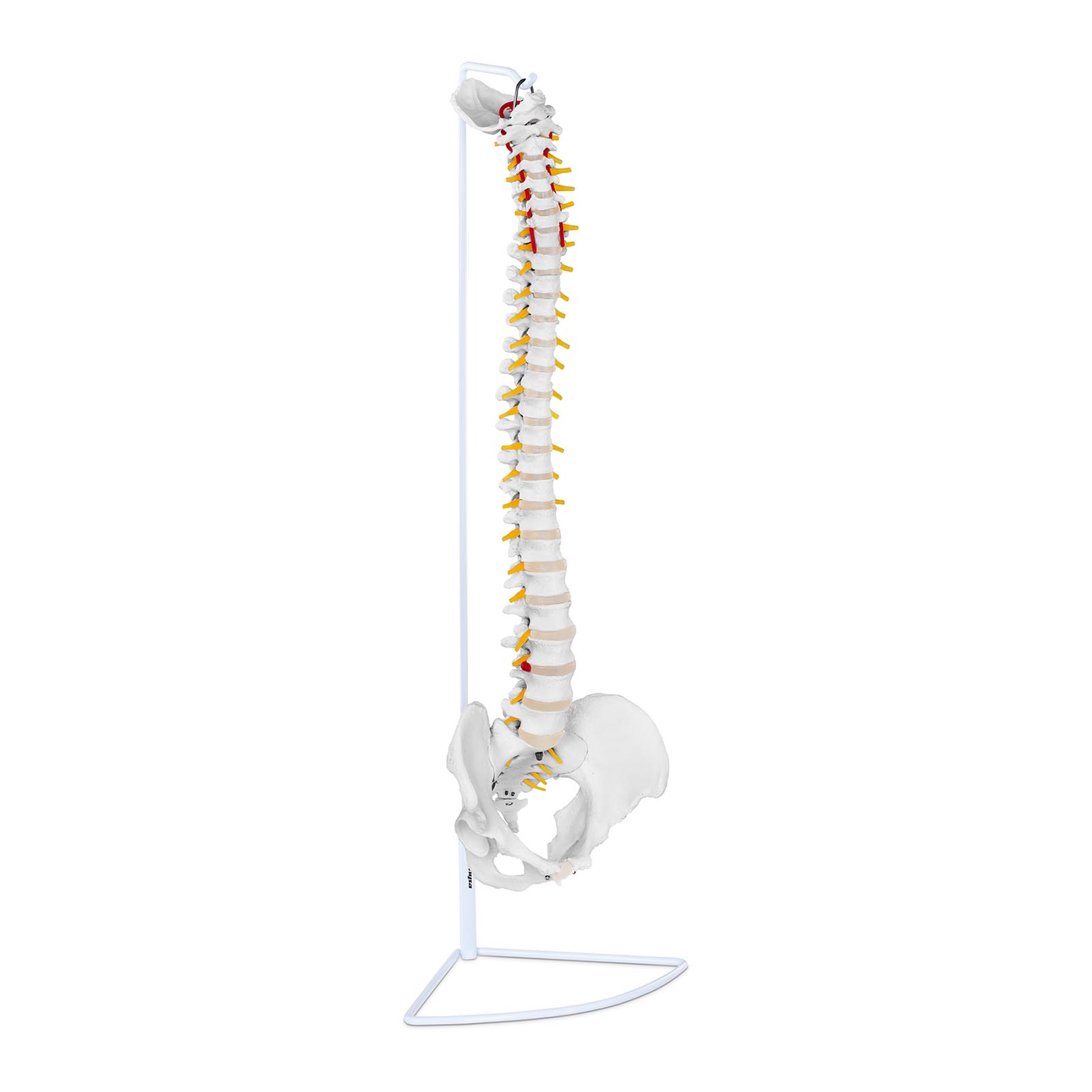 Model hrbtenice z medenico