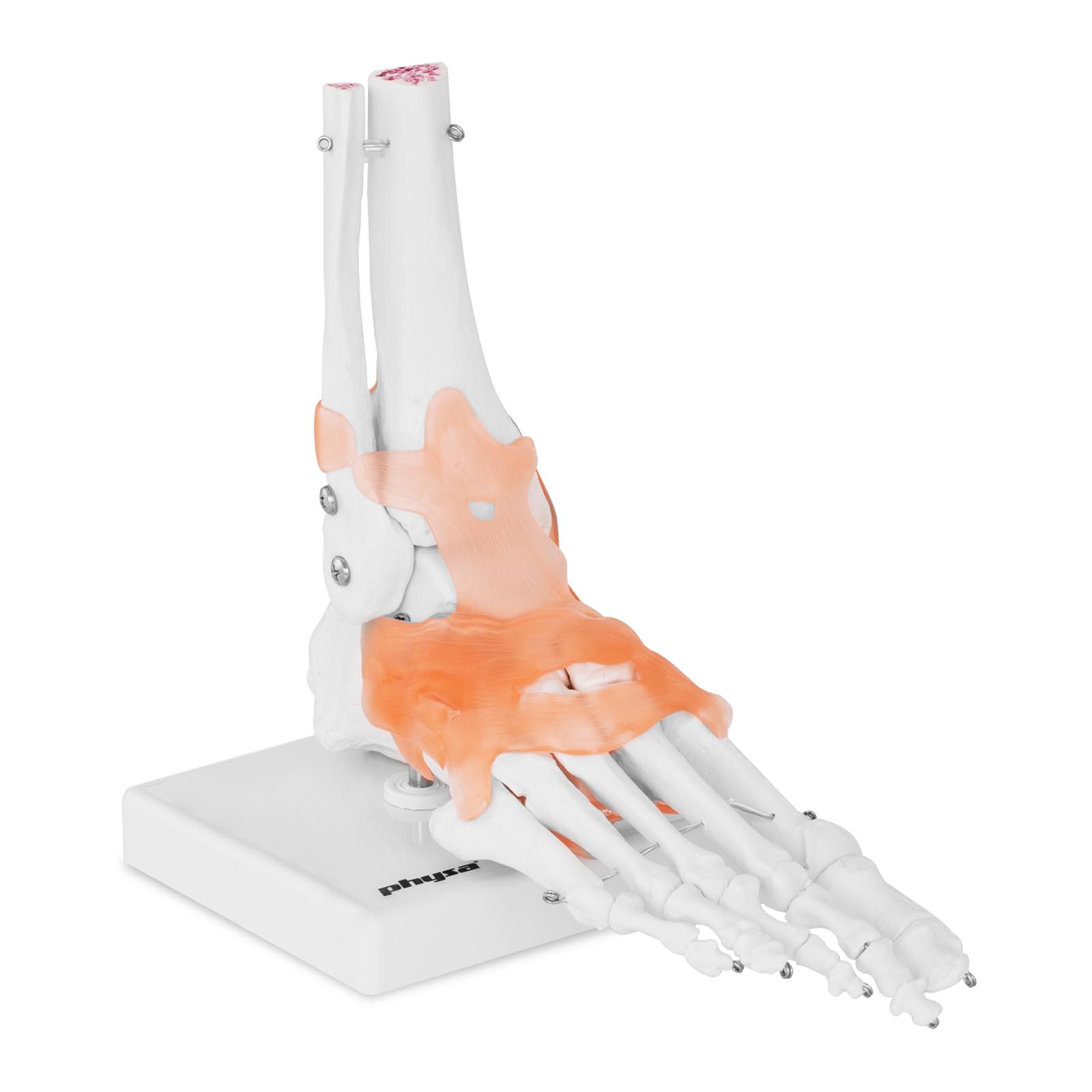 Model skeleta stopala in gležnja - z vezmi in sklepi
