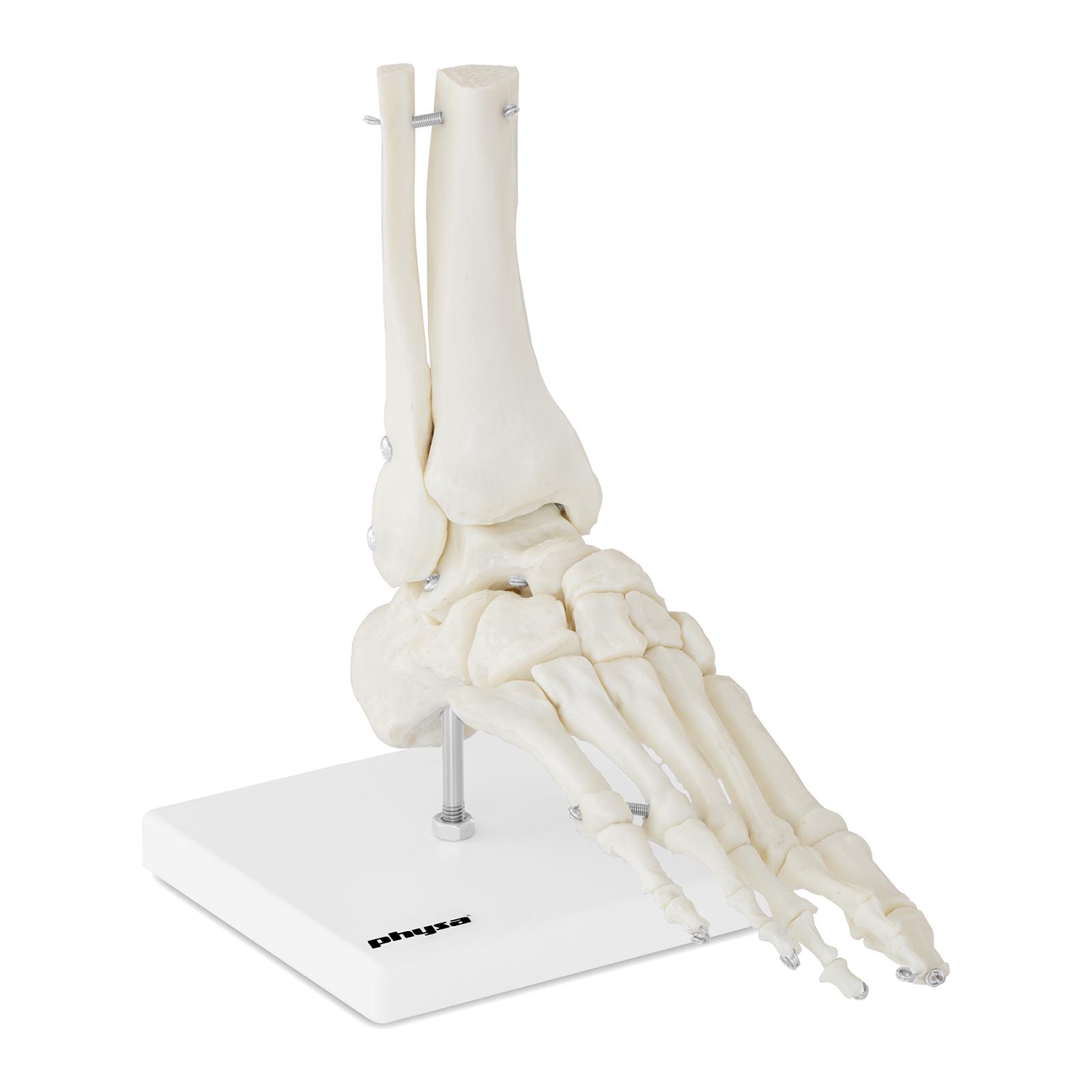 Model skeleta stopala in gležnja