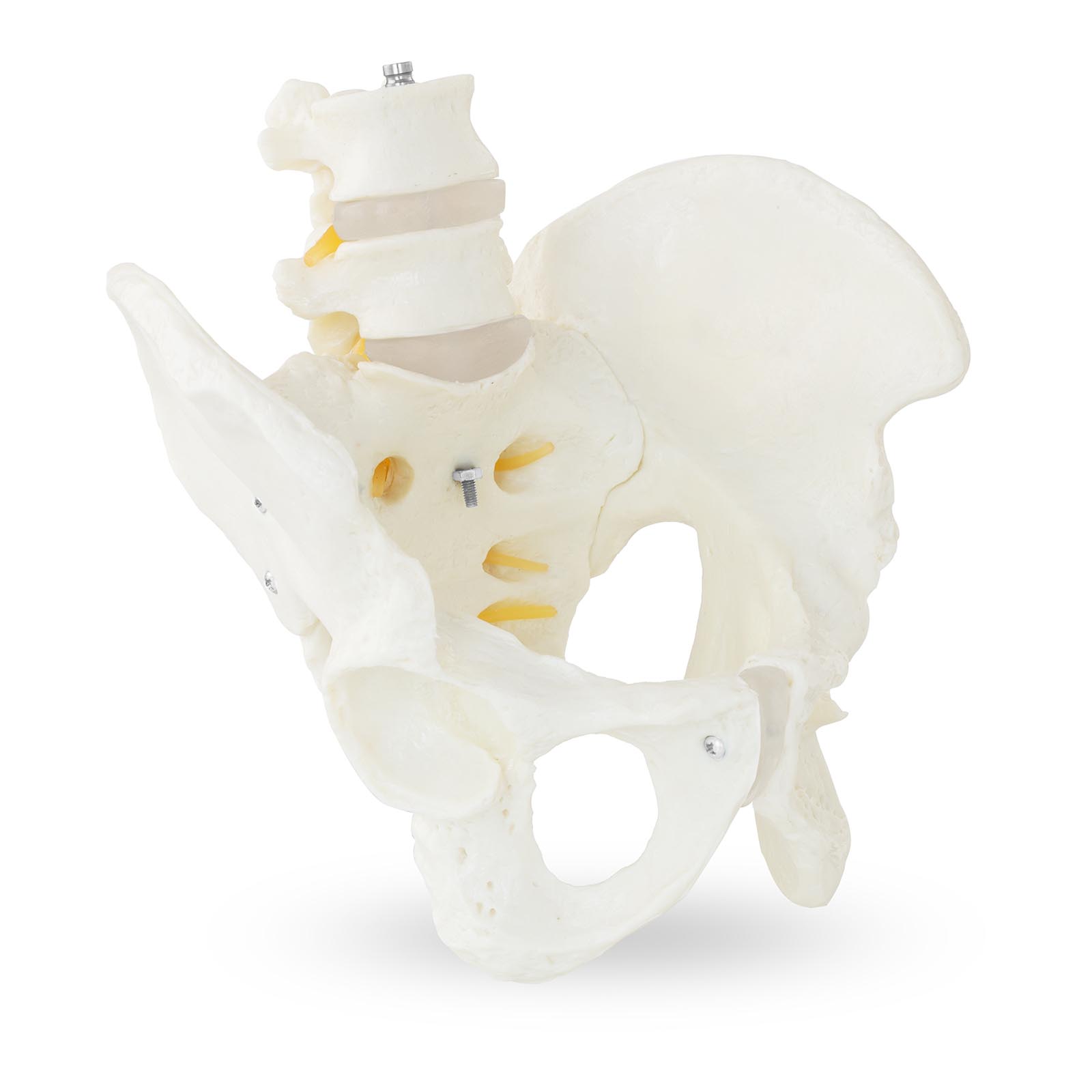 Skeletni model moške medenice z ledvenimi vretenci