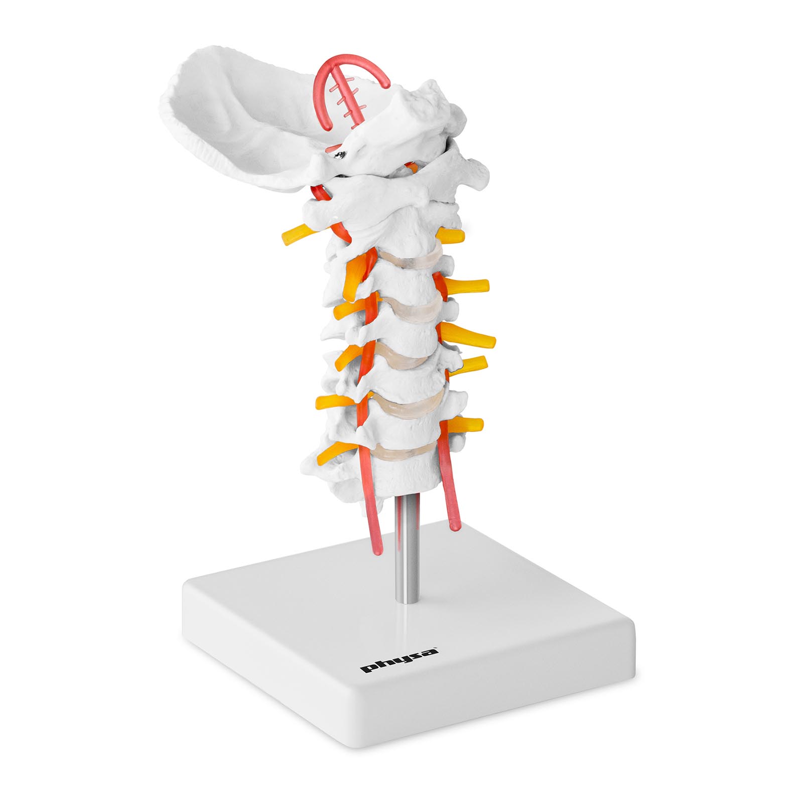 Model vratne hrbtenice
