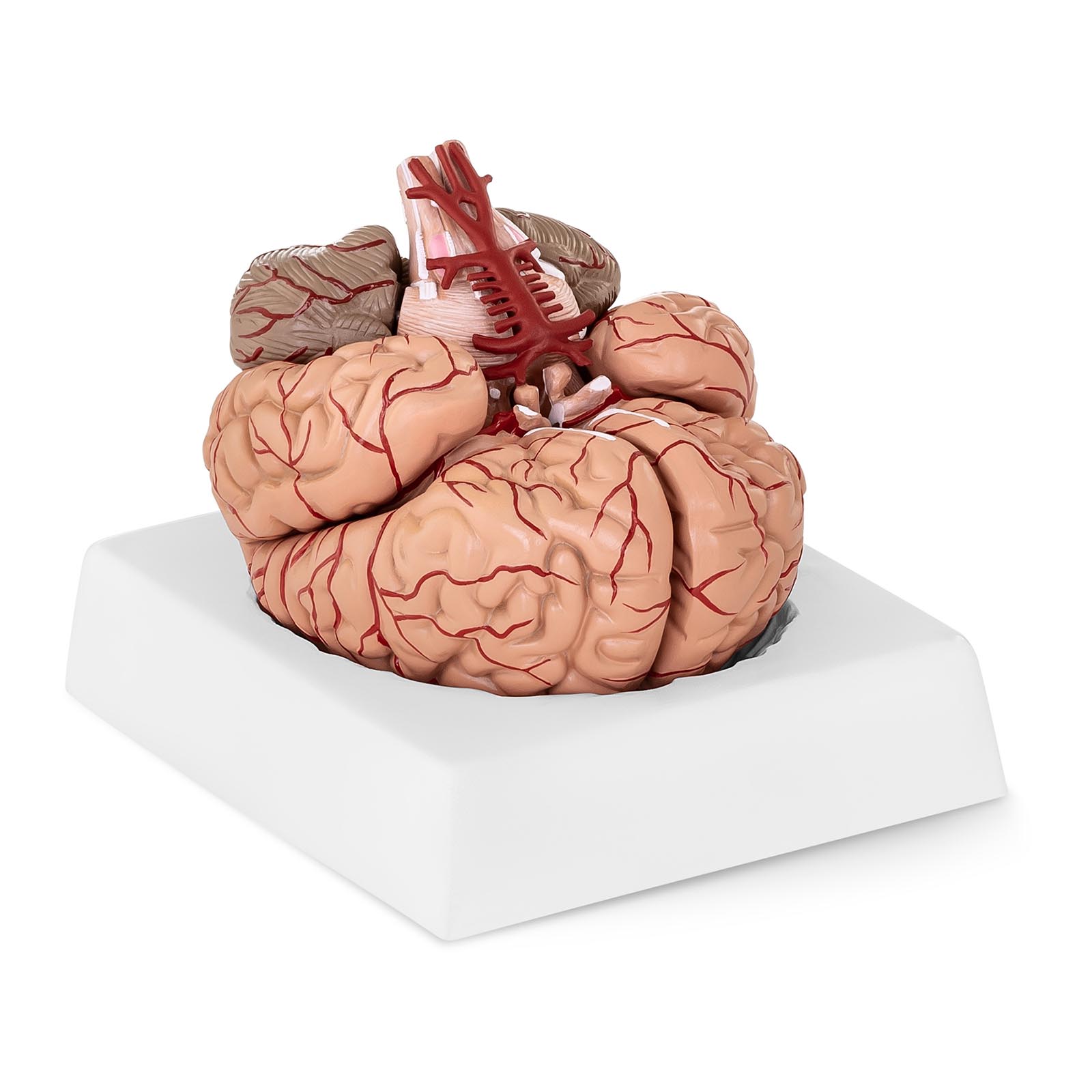 Model možganov