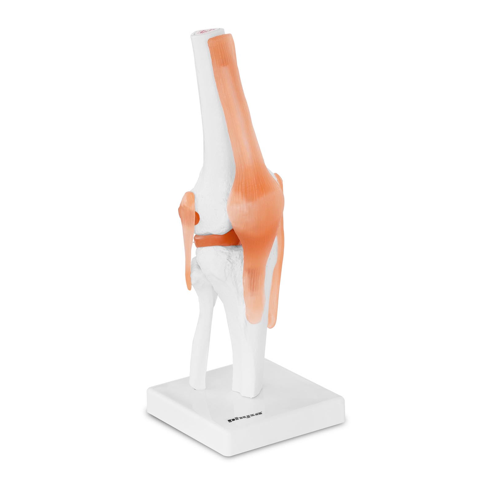 Tridimenzionalni model kolenskega sklepa PHY-KJ-1